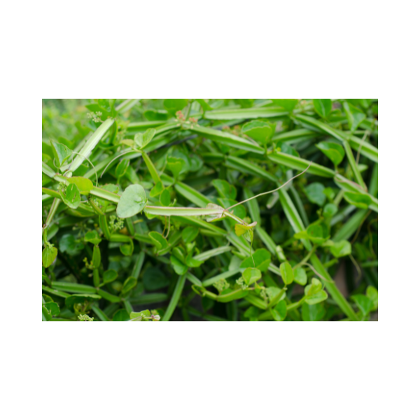 Matcha suri natural ingredients