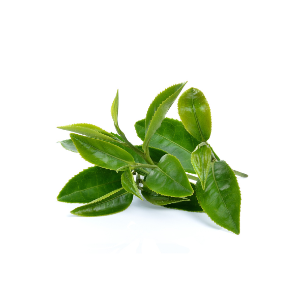 matcha suri green tea extract